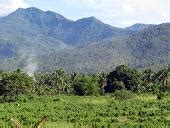 agumil philippines inc palawan|Oil palm expansion in the Philippines leading to illegal .